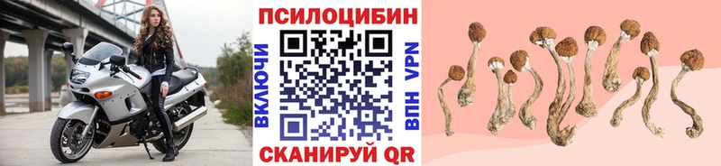 как найти   Выкса  Галлюциногенные грибы MAGIC MUSHROOMS 